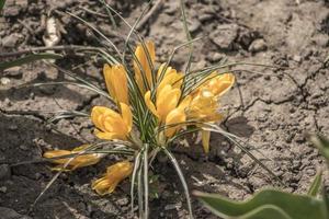 papier peint crocus jaunes photo