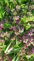 rose fleurs de Pointé ortie lamium maculatum. médicinal les plantes dans le jardin. violet floraison les plantes recueillir sur une été journée. verticale Cadre. photo