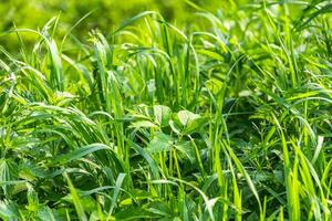 soumissionner vert magnifique herbe. magnifique bannière ou carte postale. photo
