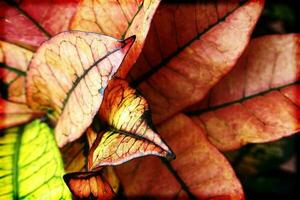 coloré feuilles de les plantes dans fermer création un intéressant et original Contexte photo