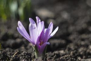 premières fleurs du printemps crocus violets