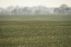 champ avec du blé jeune et du brouillard sur le champ photo