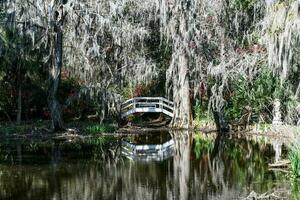 magnolia plantation vue photo