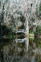 magnolia plantation vue photo