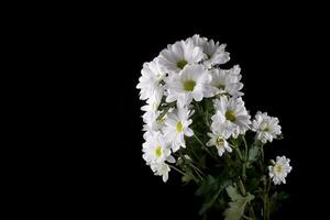 blanc délicat décoratif fleur chrysanthème sur une noir lisse Contexte photo