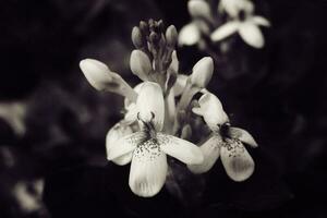 magnifique intéressant peu blanc fleurs dans le jardin dans fermer photo