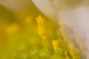 coloré délicat l'automne fleurs dans une grand fermer dans le chaud ensoleillement photo