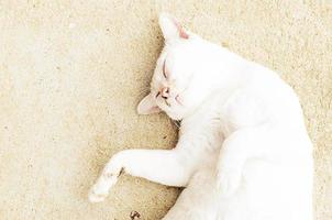 gros plan d'un animal de chat blanc photo