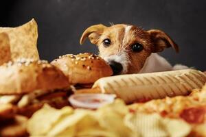 faim chien vol nourriture de tableau. jack Russell terrier chiot manger mauvais pour la santé vite aliments. animal de compagnie nutrition photo