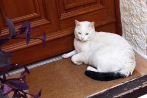 chat blanc allongé dans les escaliers près de la porte photo