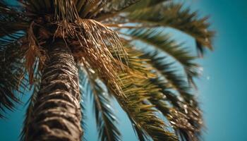 tropical paume arbre croissance, beauté dans la nature généré par ai photo
