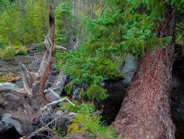 scène de forêt le long de jack creek à l'ouest du camp sherman ou photo