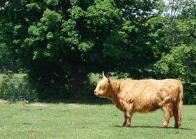 un animal avec des cornes photo