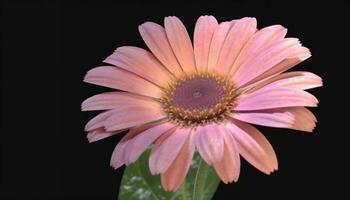 gerbera Marguerite fleurir, une cadeau de l'amour et beauté généré par ai photo