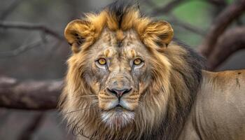 majestueux lionne cache dans plaine vue, vigilance et force évident généré par ai photo