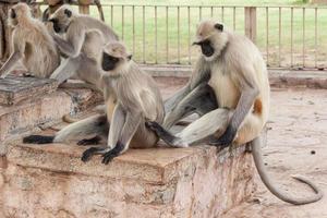 Langur gris des plaines du nord à Chittorgarh, Rajasthan, Inde photo