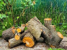 en train de préparer bois de chauffage pour le l'hiver. abattu arbre les troncs sur une Contexte de vert herbe. photo