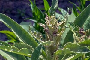 verbascum thapsus, le génial mullein ou plus grand mullein. le plante est avoir prêt à fleur. photo