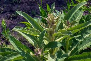 verbascum thapsus, le génial mullein ou plus grand mullein. le plante est avoir prêt à fleur. photo