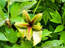 des graines de arbre pivoine fleur. vert feuilles Contexte. photo