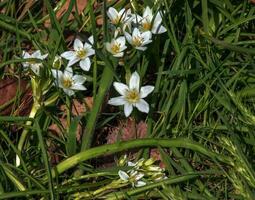 ornithogale ombelle, le jardin l'Étoile de Béthlehem, herbe lis, sieste à midi, ou onze heures dame, une espèce de le genre ornithogale, dans le asparagacées famille. photo