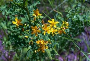 fermer de une floraison médicinal herbe st. John's moût. Latin Nom hypericum perforatum l. photo