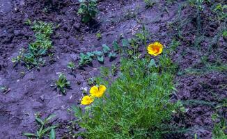 Orange fleur Californie coquelicot, ou d'or coquelicot, tasse de or. ses Latin Nom est eschscholzia californien, originaire de à le nous et Mexique. photo