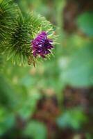 été violet chardon fleur parmi verdure dans une sauvage prairie, photo