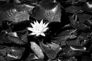 exotique l'eau fleurs de lys croissance dans une étang parmi vert feuilles sur une chaud ensoleillé journée photo