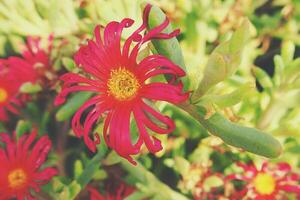 original rouge fleur dans fermer dans Naturel habitat parmi vert feuilles photo