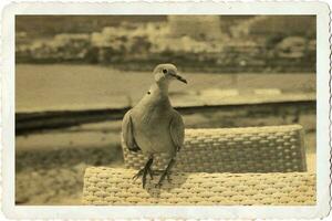 sauvage gratuit oiseau Pigeon séance sur une chaise dans une café par le océan sur une chaud été journée photo