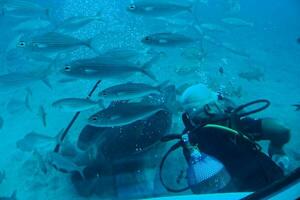 plongeur nager parmi magnifique grand poisson dans le bleu chaud océan photo