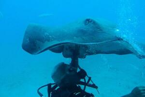 plongeur nager parmi magnifique grand poisson dans le bleu chaud océan photo