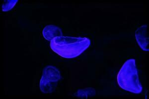 délicat méduse flottant dans noir l'eau dans un aquarium création un intéressant Contexte photo
