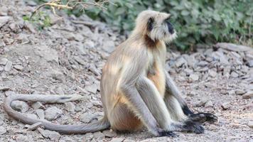 Langur gris des plaines du nord à Ranakpur, Rajasthan, Inde photo