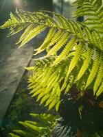 sauvage Naturel vert fougère feuille dans le contre-jour de le réglage Soleil. tropical arbre feuilles, sauvage fougère feuilles, osmunda regalis, oreille des arbres, ou piches, arbre fougère branche cyathée médullaire de face de Soleil photo