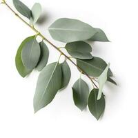 eucalyptus branche isolé sur blanc Contexte. plat poser, Haut voir. floral concept, produire ai photo