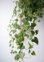 pendaison vigne plante succulent feuilles de bonjour, dischidie ovata bent, intérieur plante d'appartement isolé sur blanc arrière-plan, produire ai photo