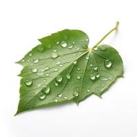 verdoyant vert feuille avec l'eau gouttes isolé sur blanc arrière-plan, produire ai photo