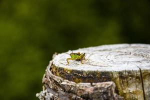 cricket sur souche en bois photo
