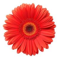 gerbera fleur isolé. illustration ai génératif photo