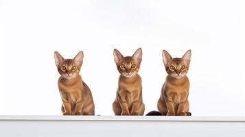 groupe de abyssinien chats séance sur blanc Contexte. copie espace. génératif ai photo