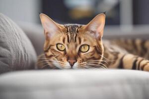 Bengale chat mensonge sur canapé à Accueil et à la recherche à caméra. génératif ai photo