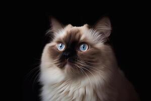 portrait de une magnifique ragdoll chat avec bleu yeux sur une noir Contexte. génératif ai photo