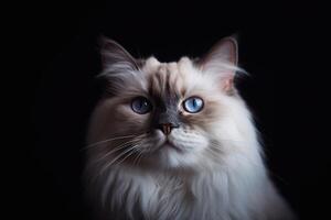 portrait de une magnifique ragdoll chat avec bleu yeux sur une noir Contexte. génératif ai photo