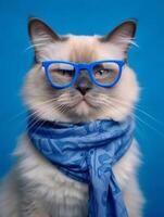une mignonne ragdoll chat portant des lunettes sur bleu Contexte. génératif ai photo