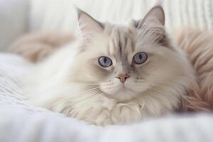ragdoll chat mensonge sur blanc lit. génératif ai photo