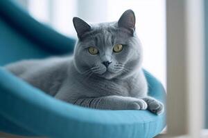 portrait de une bleu chat séance sur une chaise. bleu Contexte. génératif ai photo