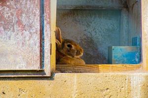 lapin à l'ombre photo