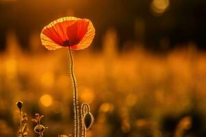 magnifique blé champ dans le coucher du soleil et une coquelicot, ai génératif photo